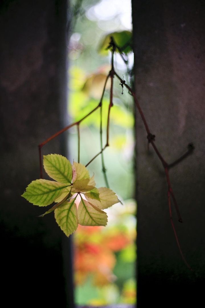 Leaves of autumn by luka567