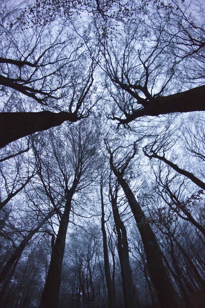Dark branches by luka567