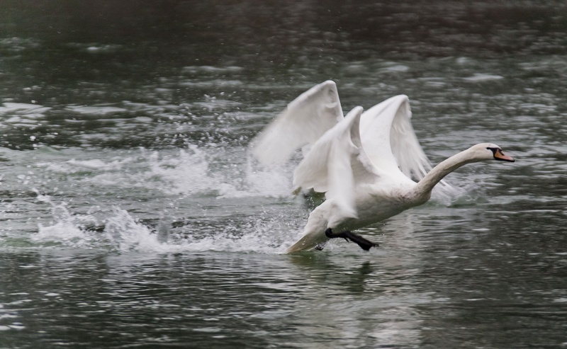 Swan escape by luka567
