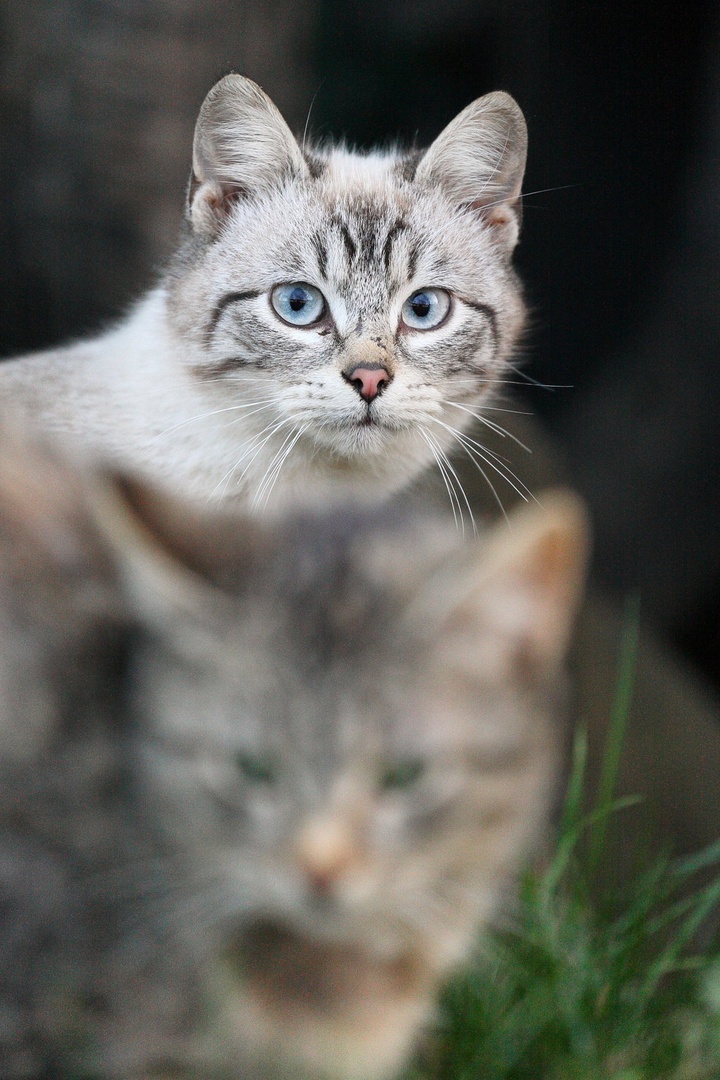 Two cats by luka567