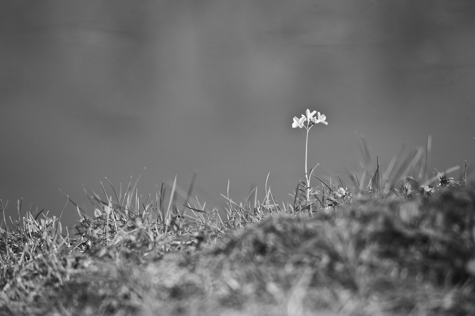 Isolation by luka567