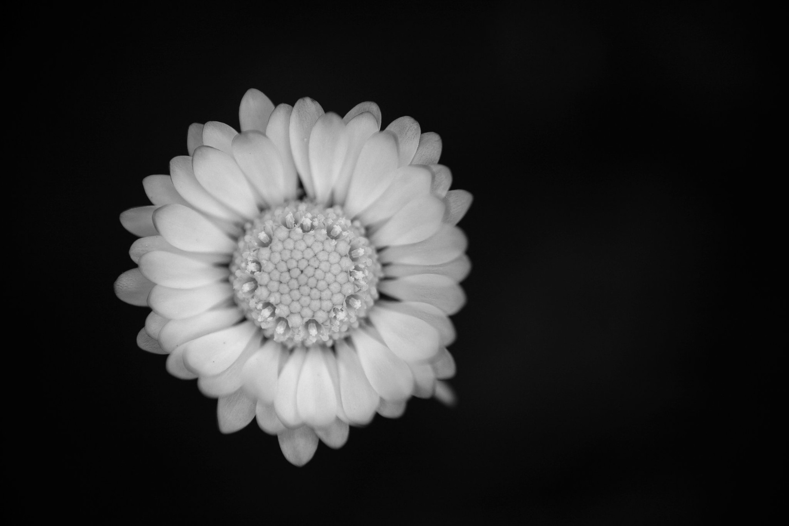 Daisy by luka567