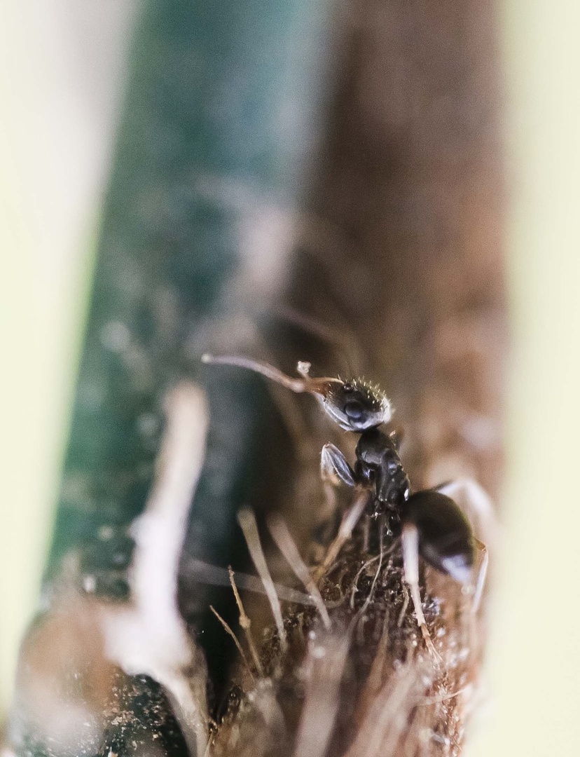 Tiny ant by luka567