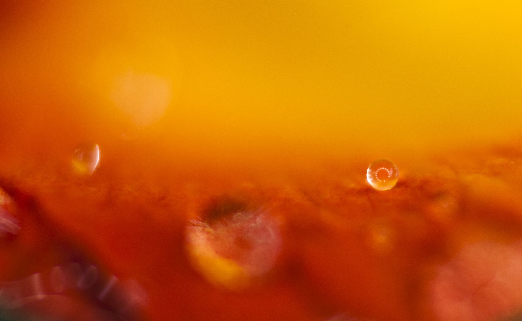 Orange red by luka567