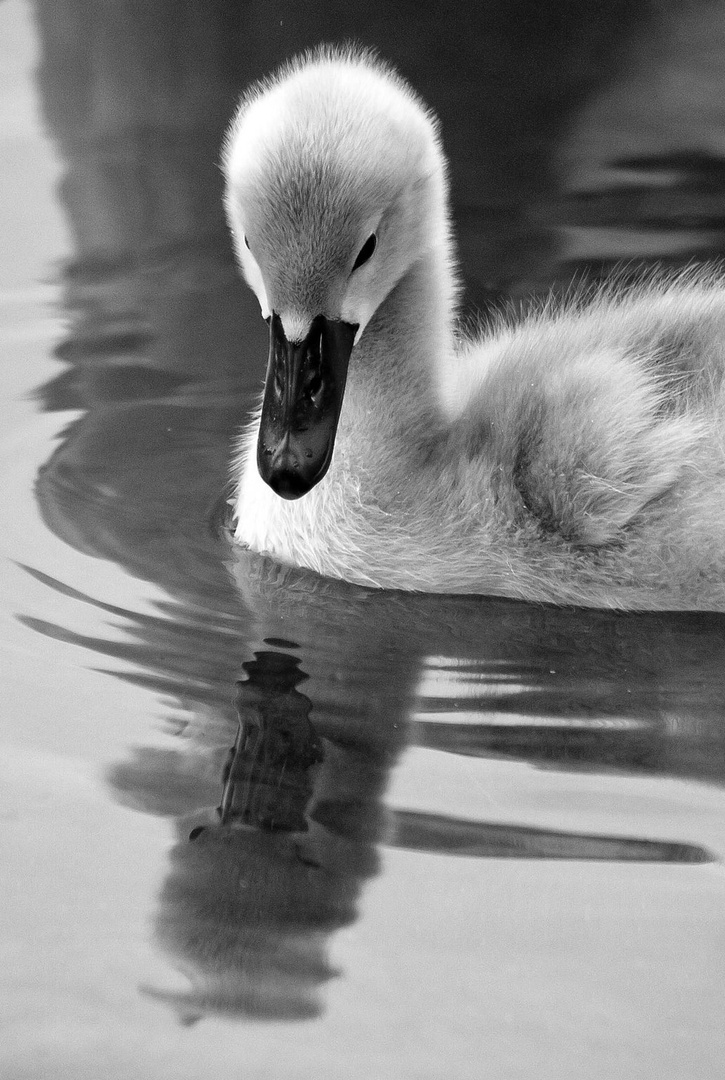 Mirror image by luka567