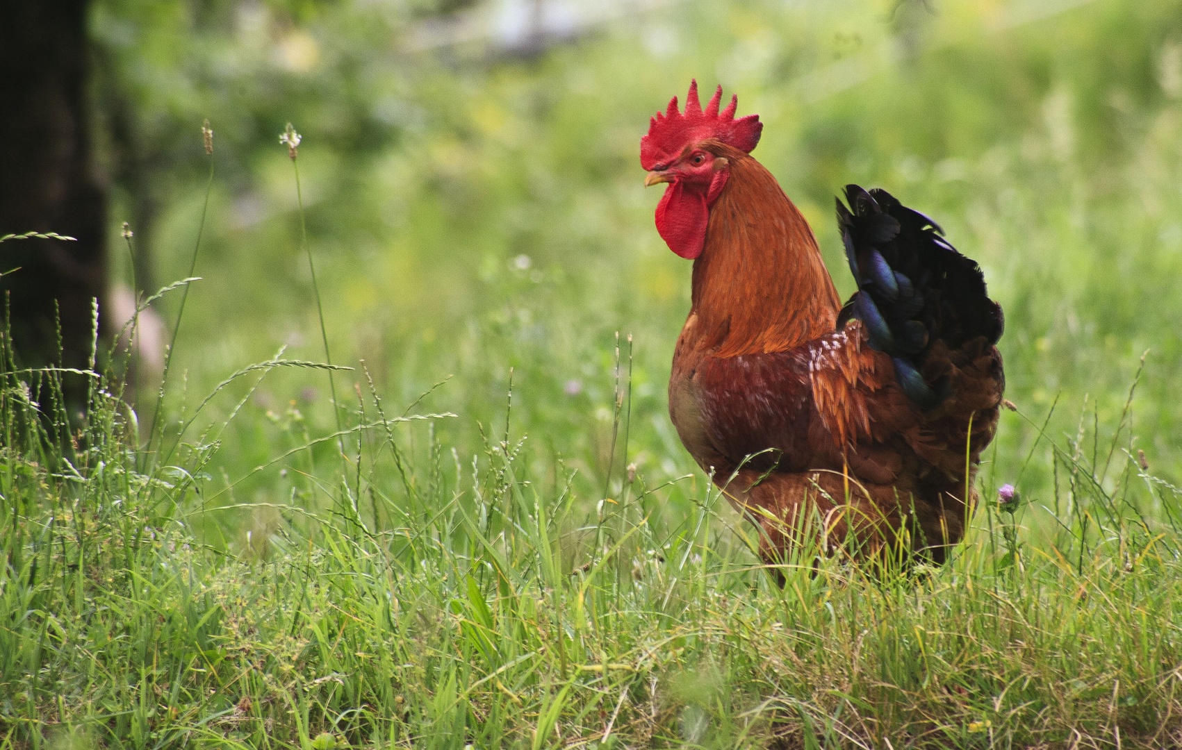 Rooster by luka567