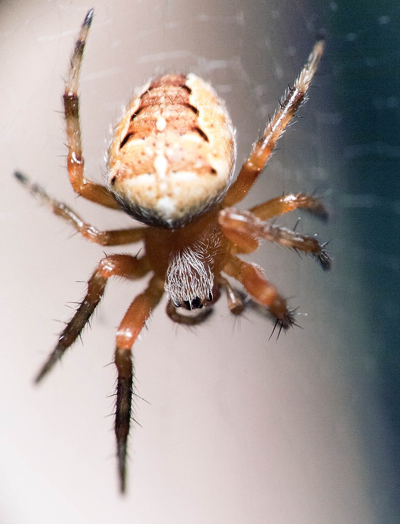 Hungry spider by luka567
