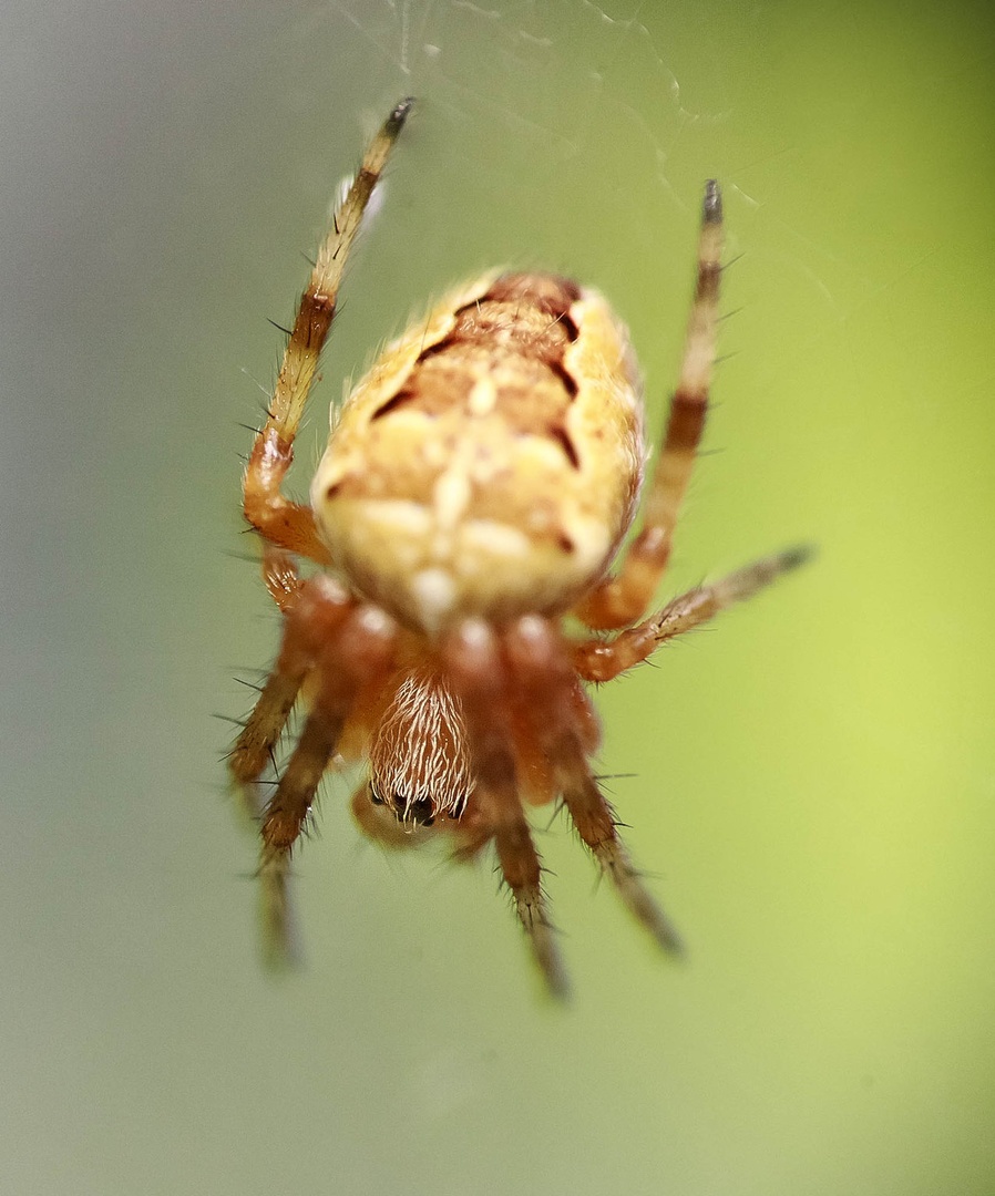 Hungry spider II by luka567