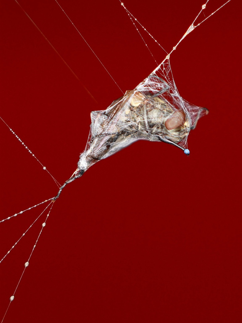 Entangled by luka567