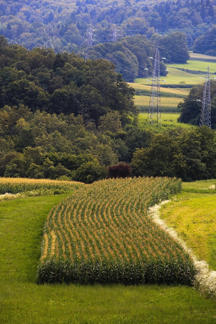 A field of corn by luka567