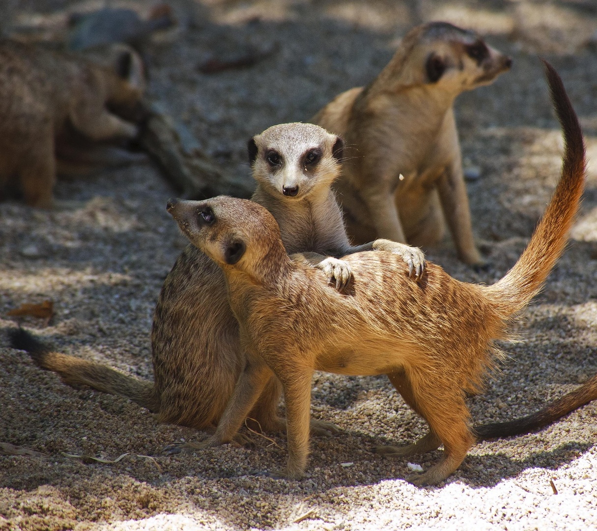 Meerkats by luka567