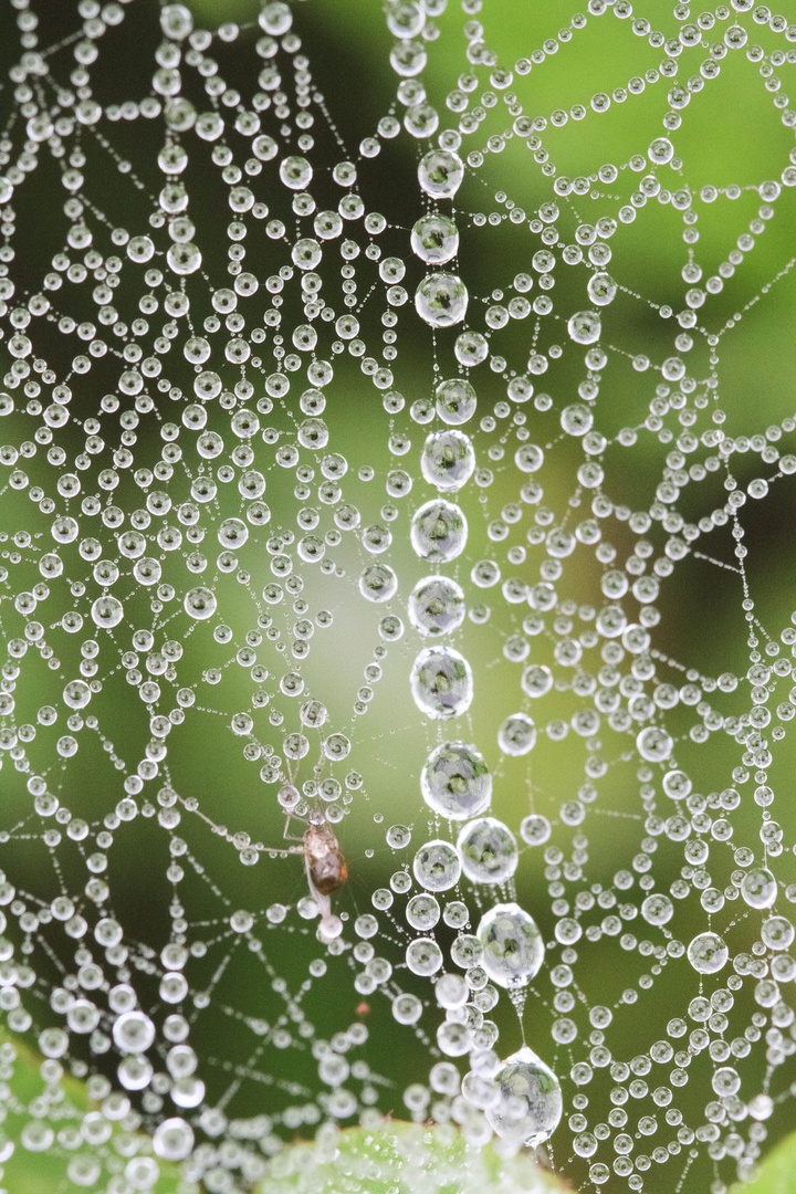 Morning dew by luka567