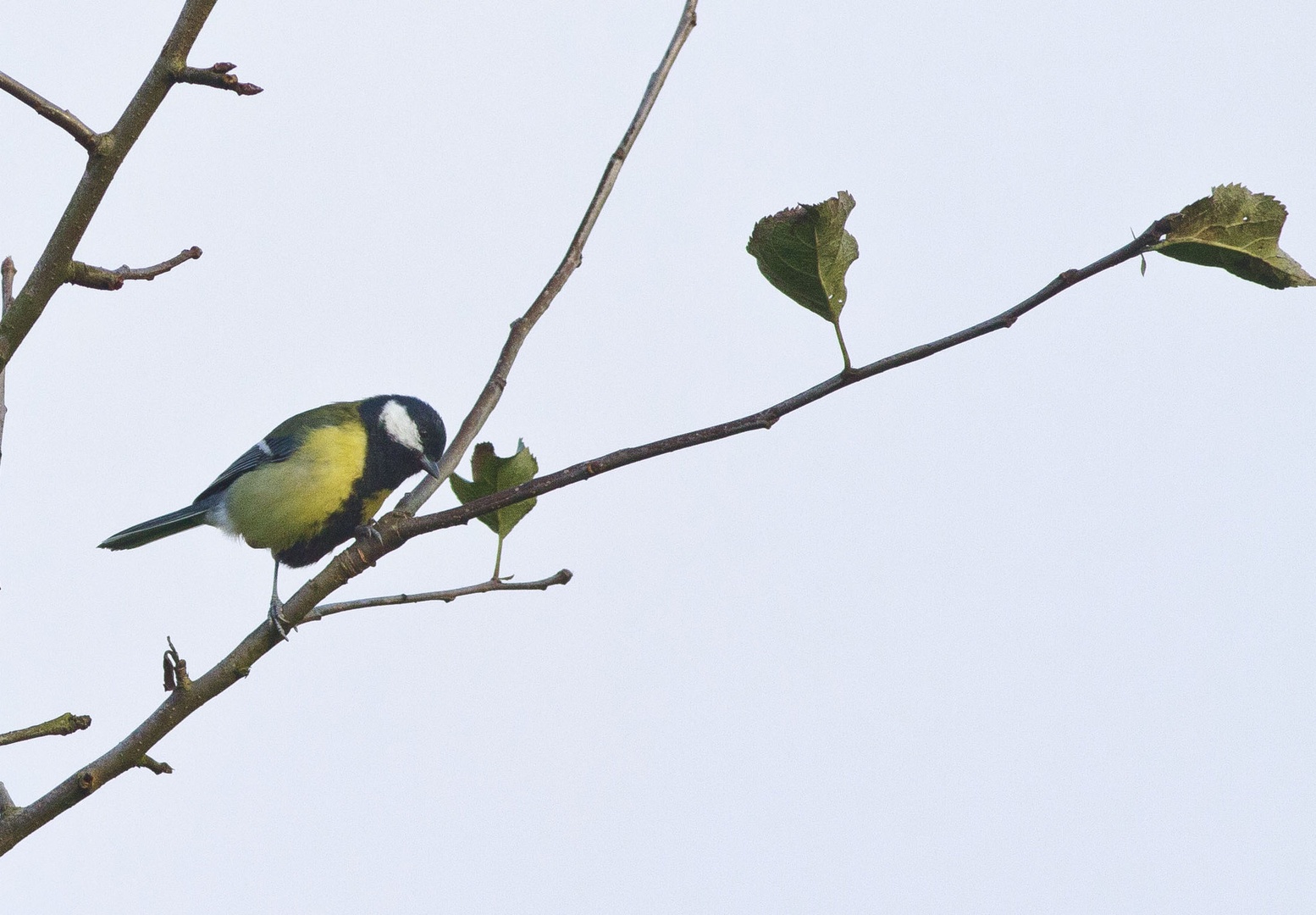 The great tit by luka567