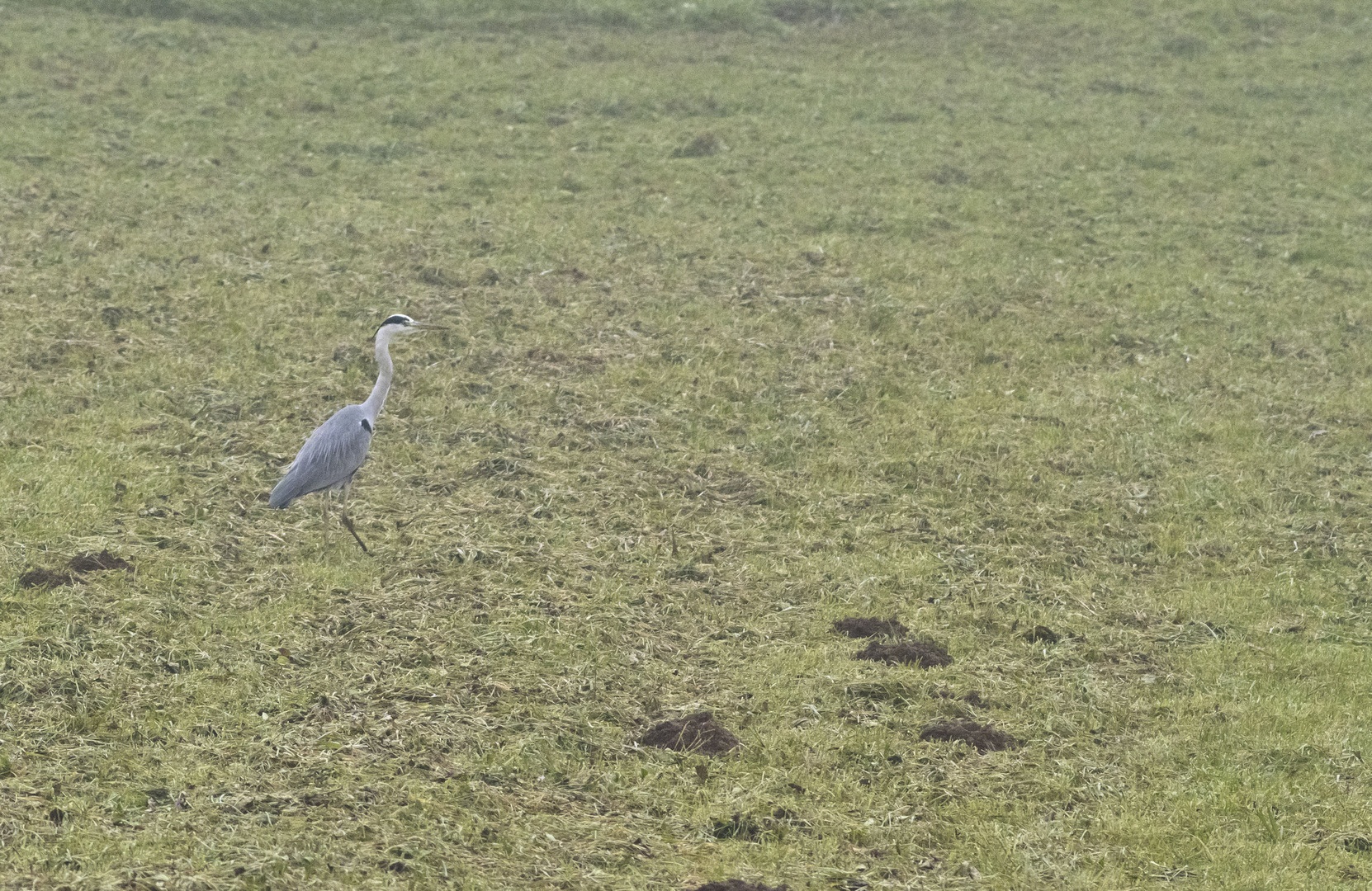 Heron by luka567
