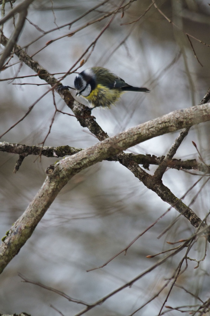 Parus caeruleus by luka567