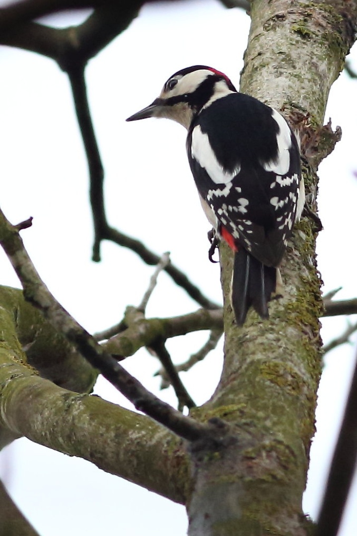 Dendrocopos major by luka567