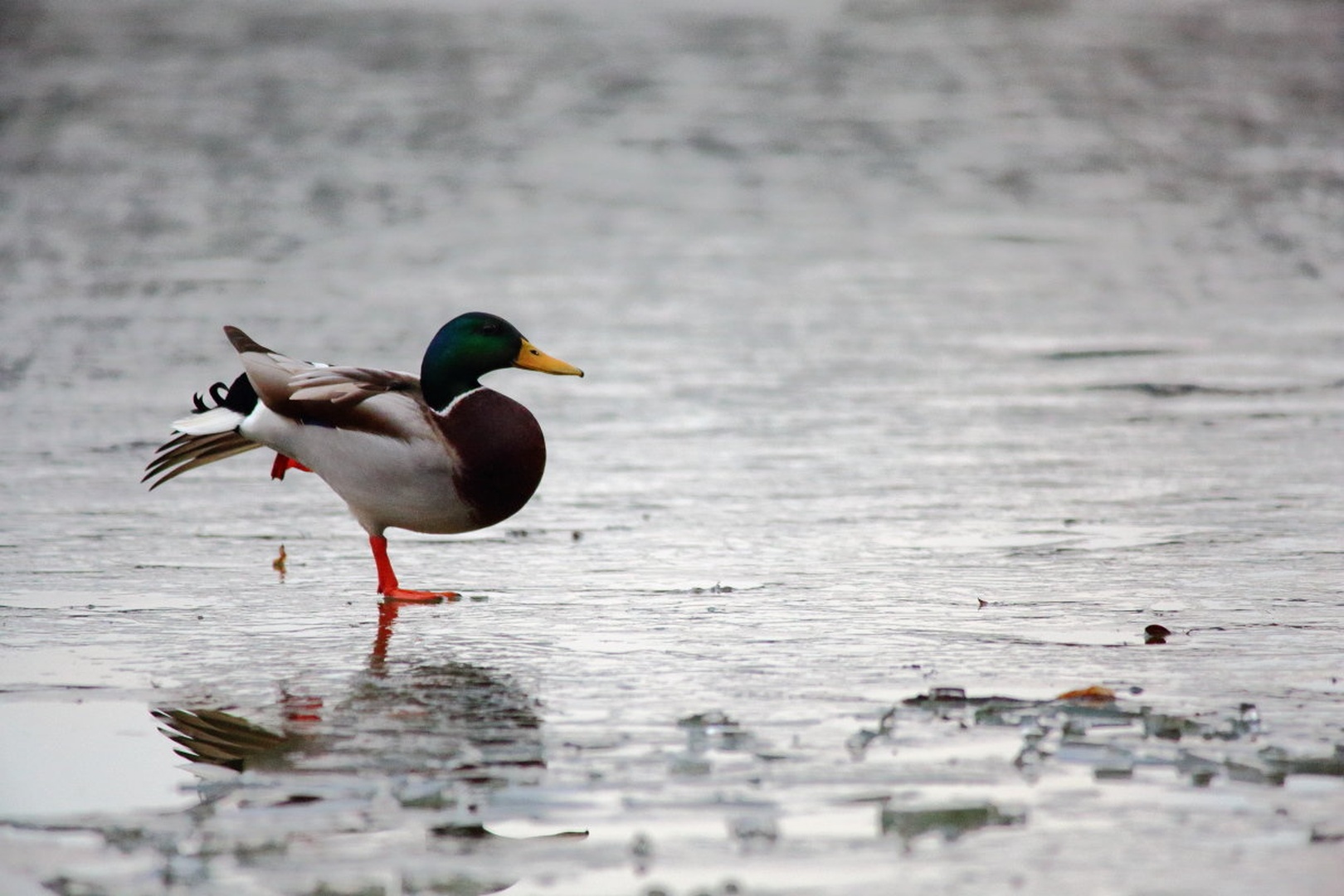 Dancing on ice by luka567