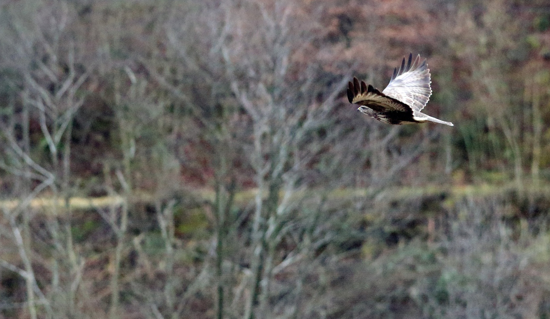 Buteo buteo by luka567
