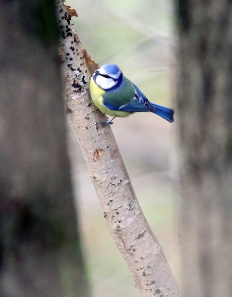 Parus caeruleus by luka567