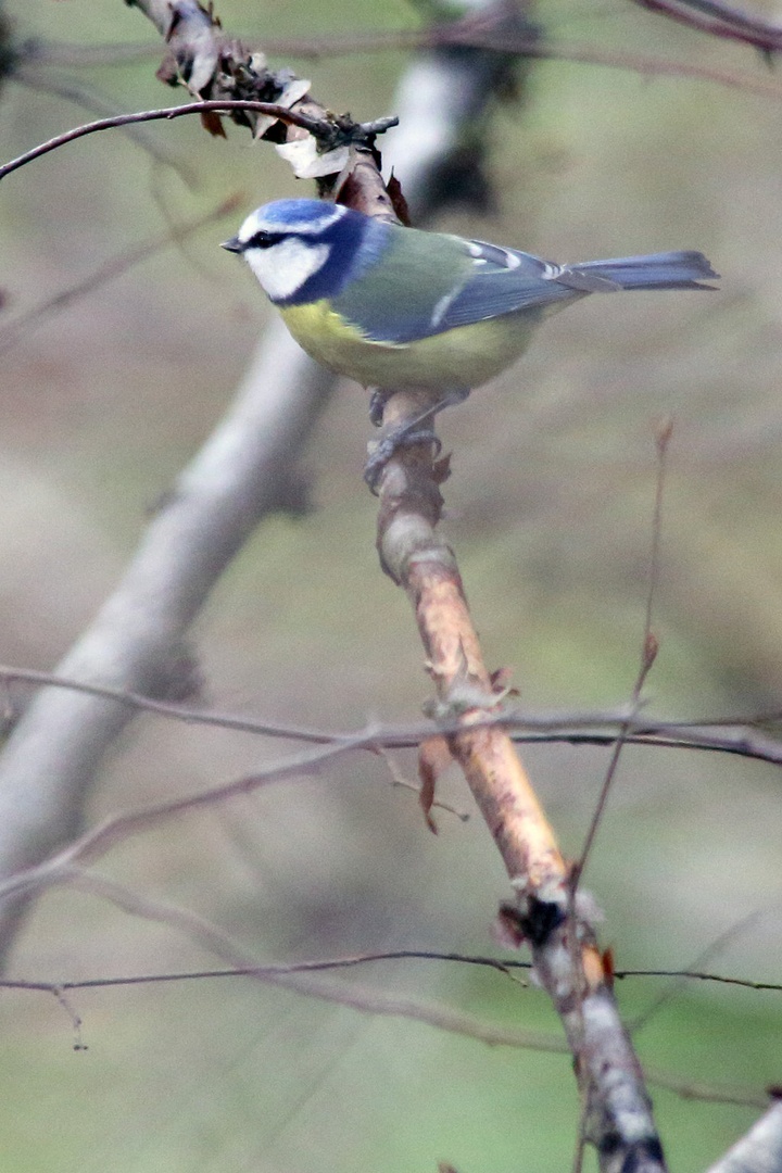 Parus caeruleus by luka567