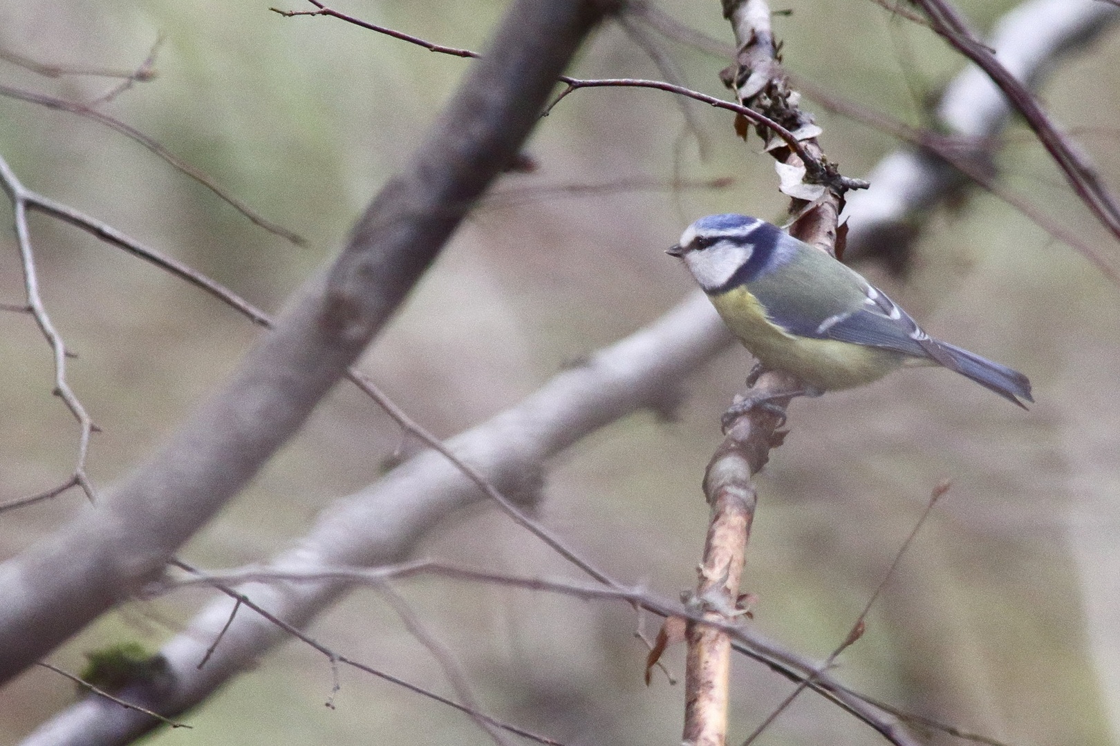 Parus caeruleus by luka567