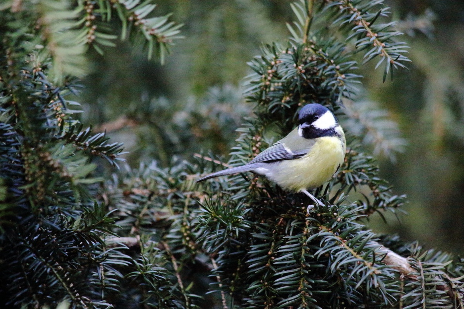 Parus major by luka567