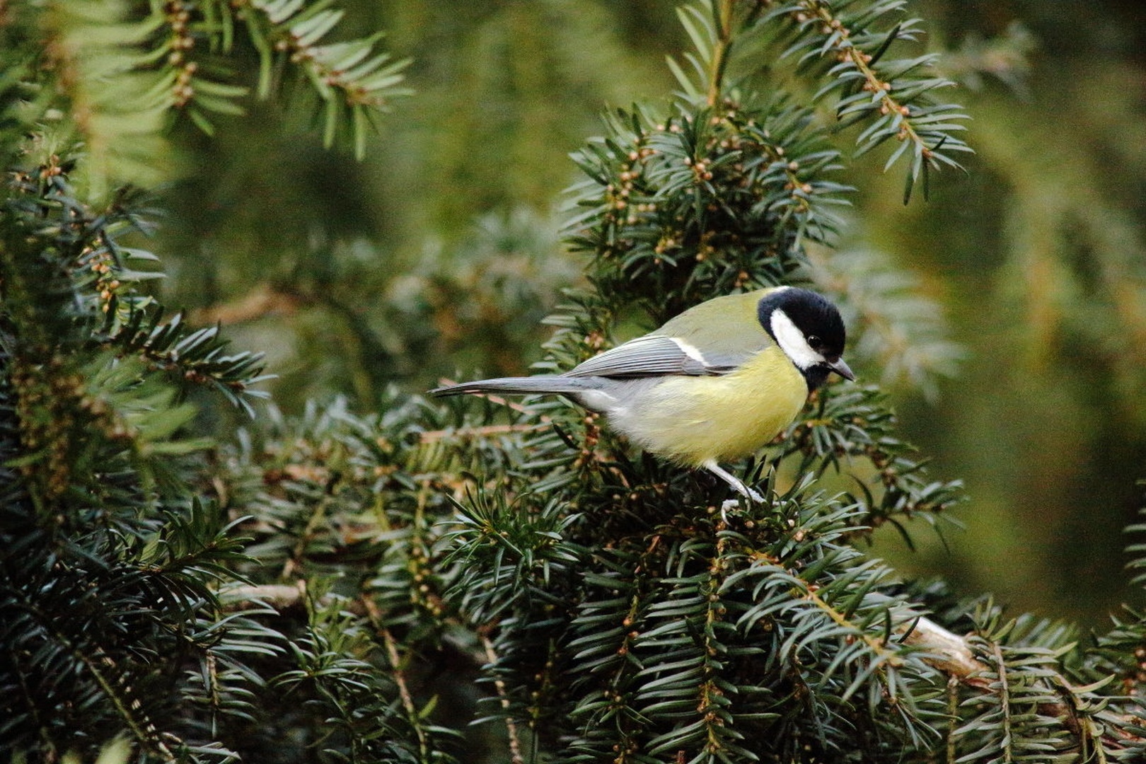 Parus major by luka567