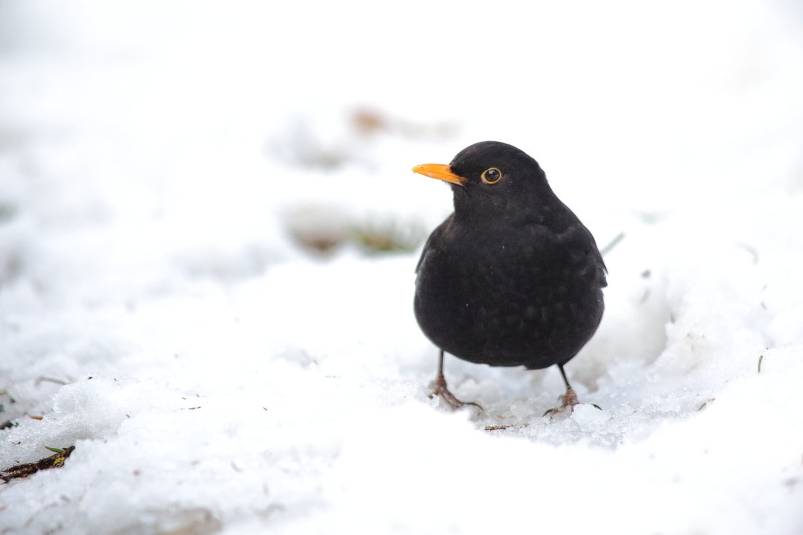 Turdus merula by luka567