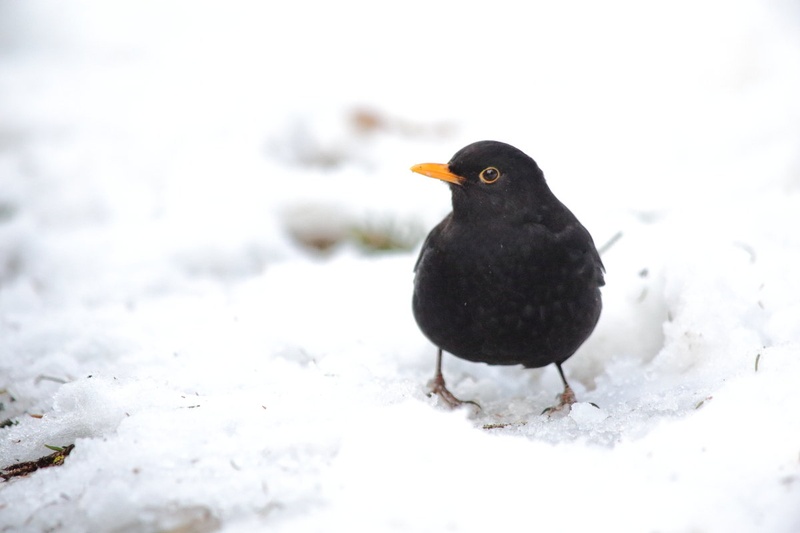 Turdus merula by luka567