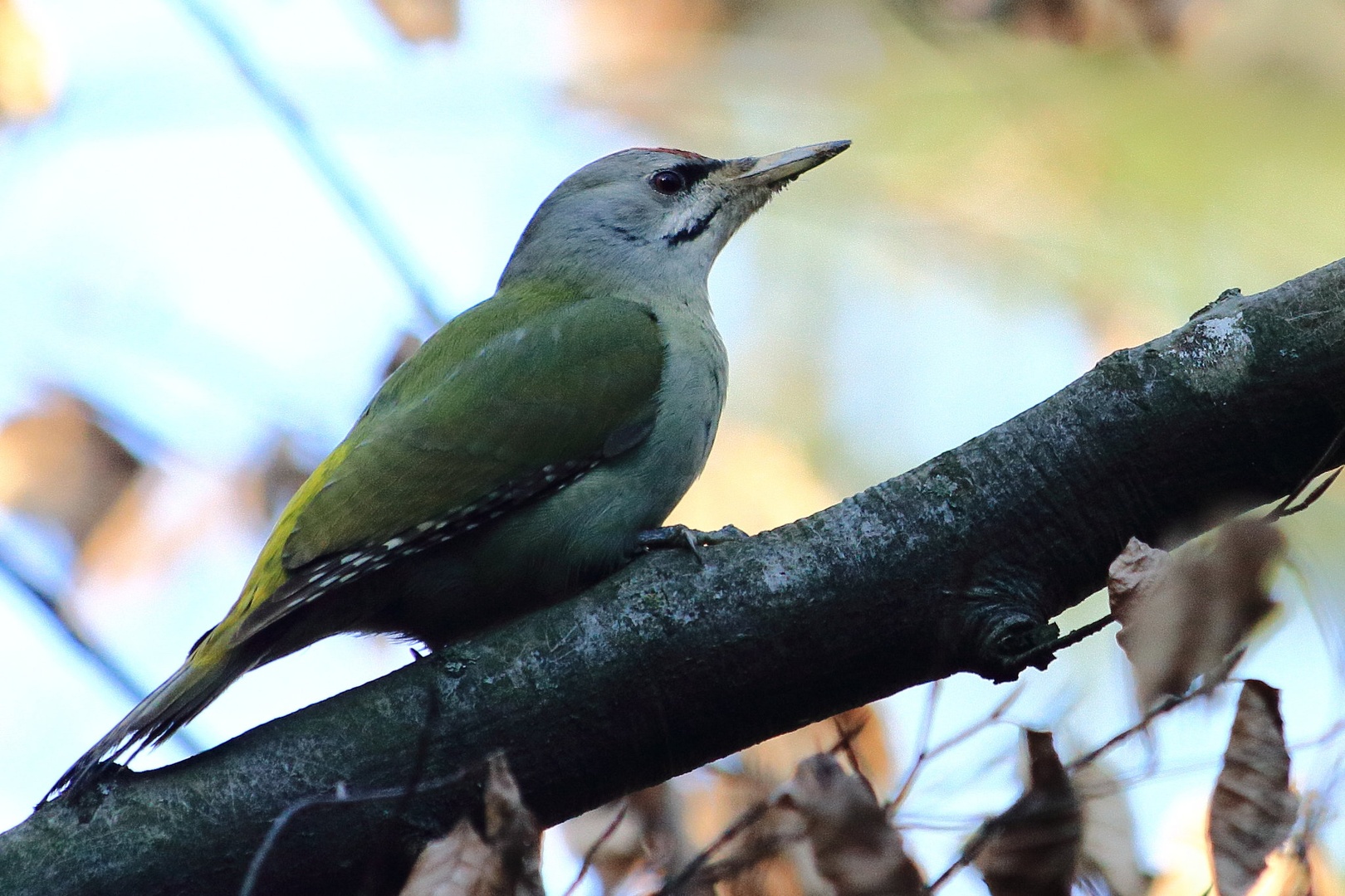 Picus canus by luka567