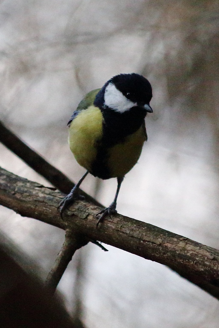 Parus major by luka567
