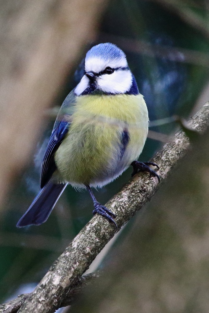 Parus caeruleus by luka567