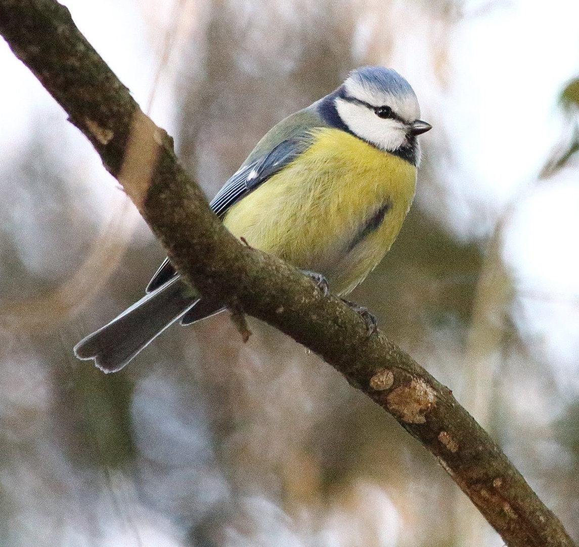 Parus caeruleus by luka567