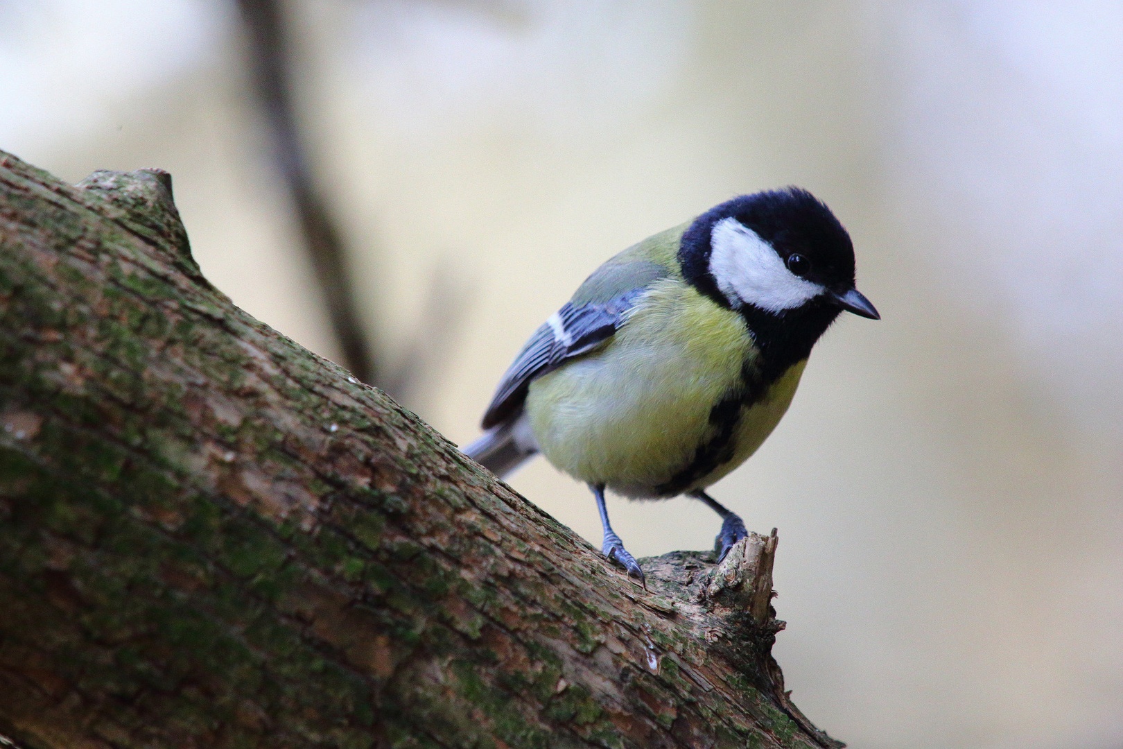 Parus major by luka567