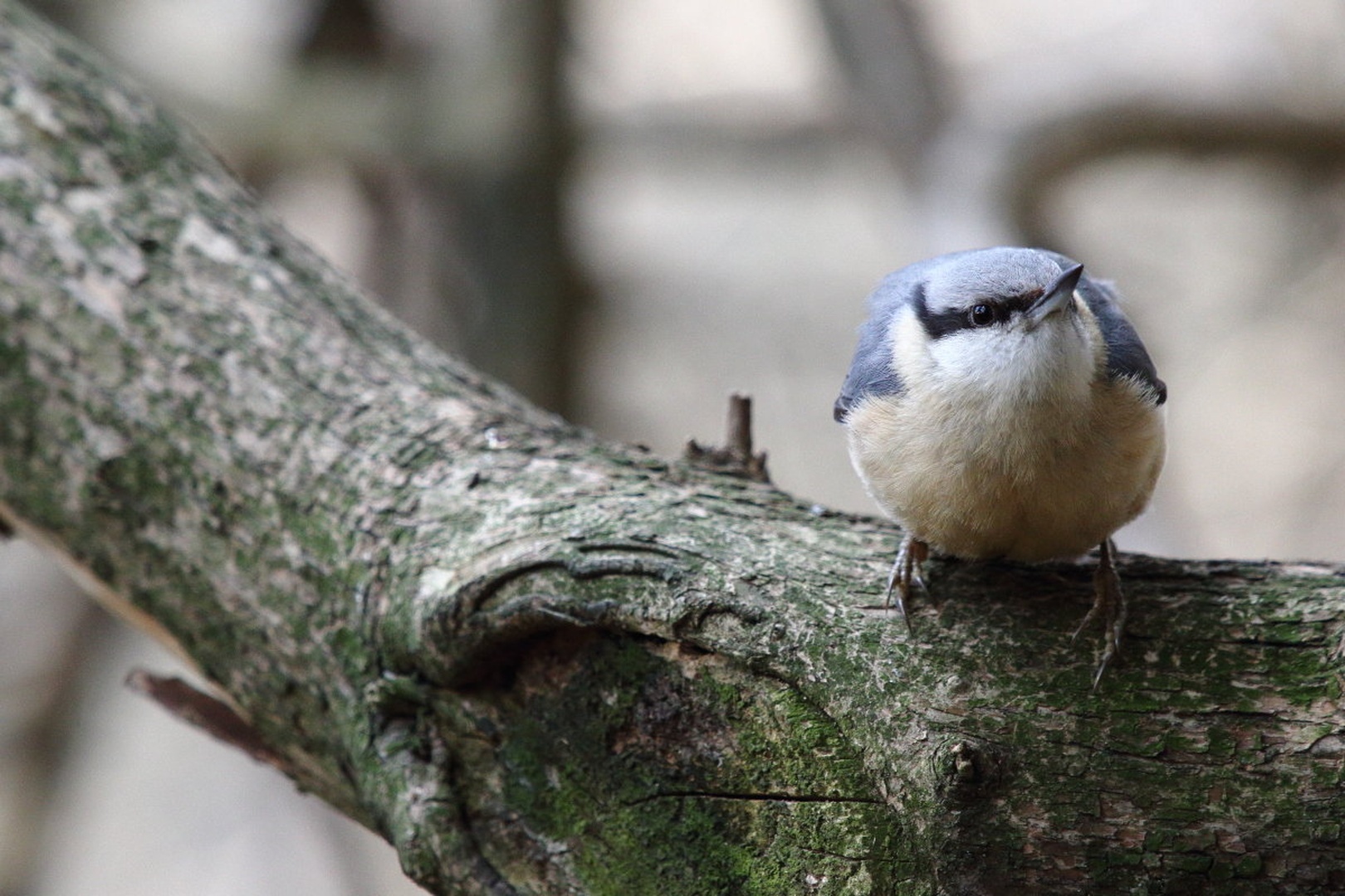 Sitta europaea by luka567