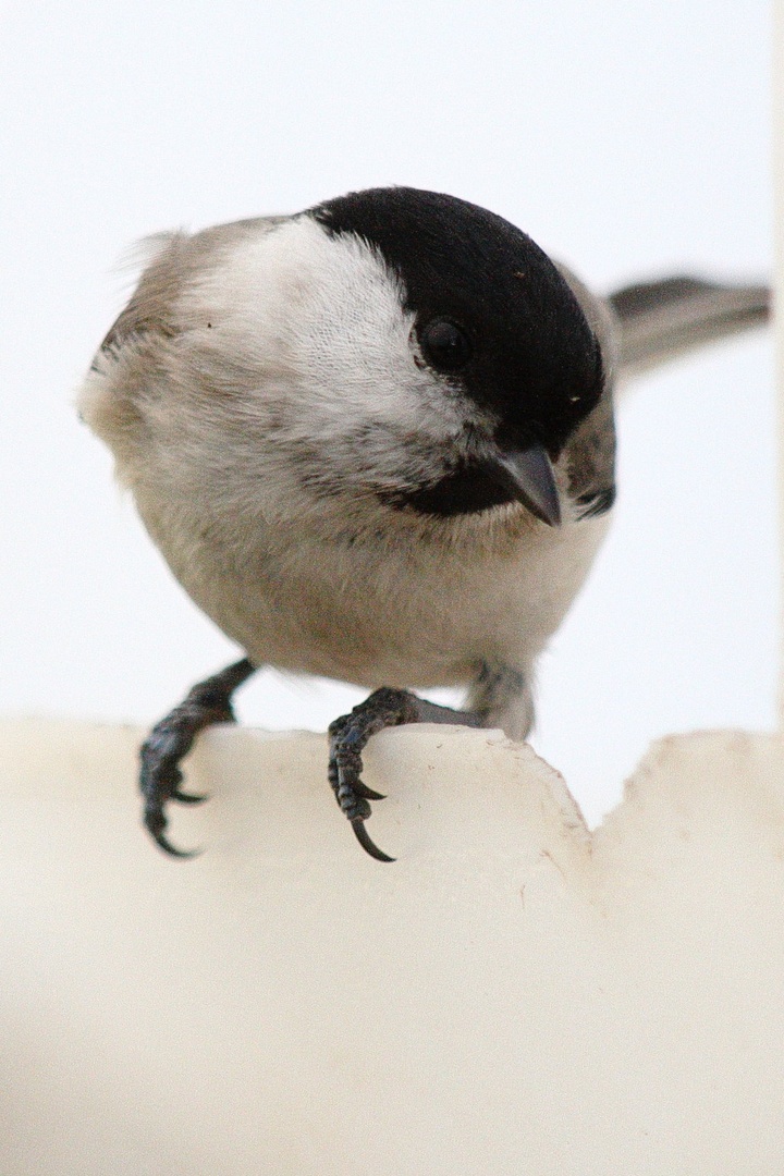 Parus palustris by luka567