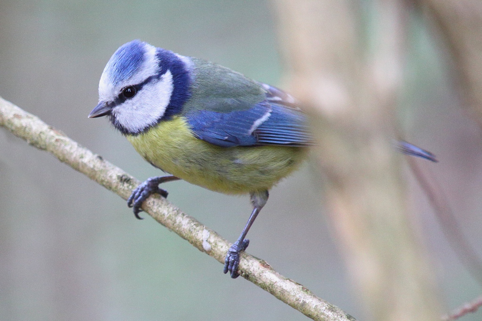 Parus caeruleus by luka567