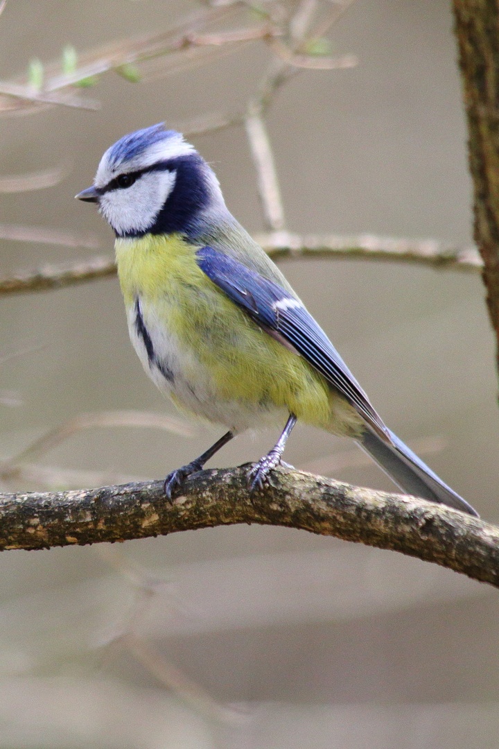 Parus caeruleus by luka567