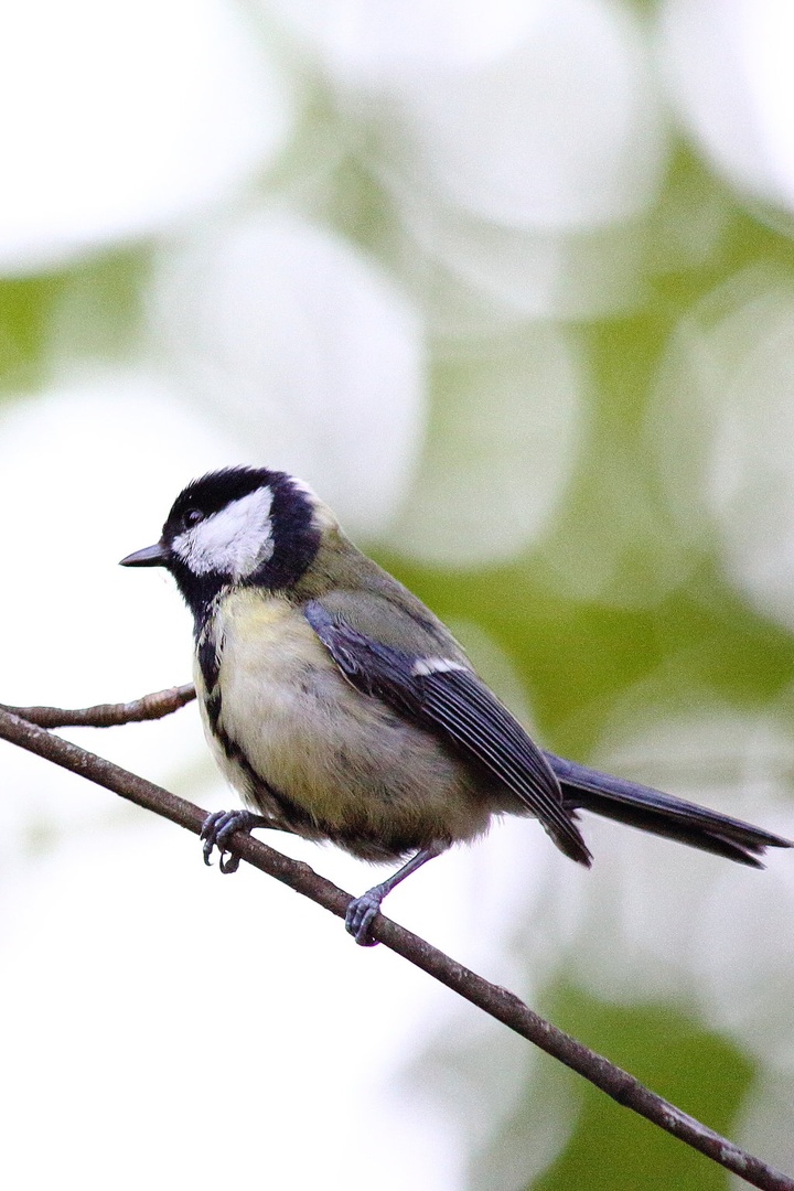 Parus major by luka567