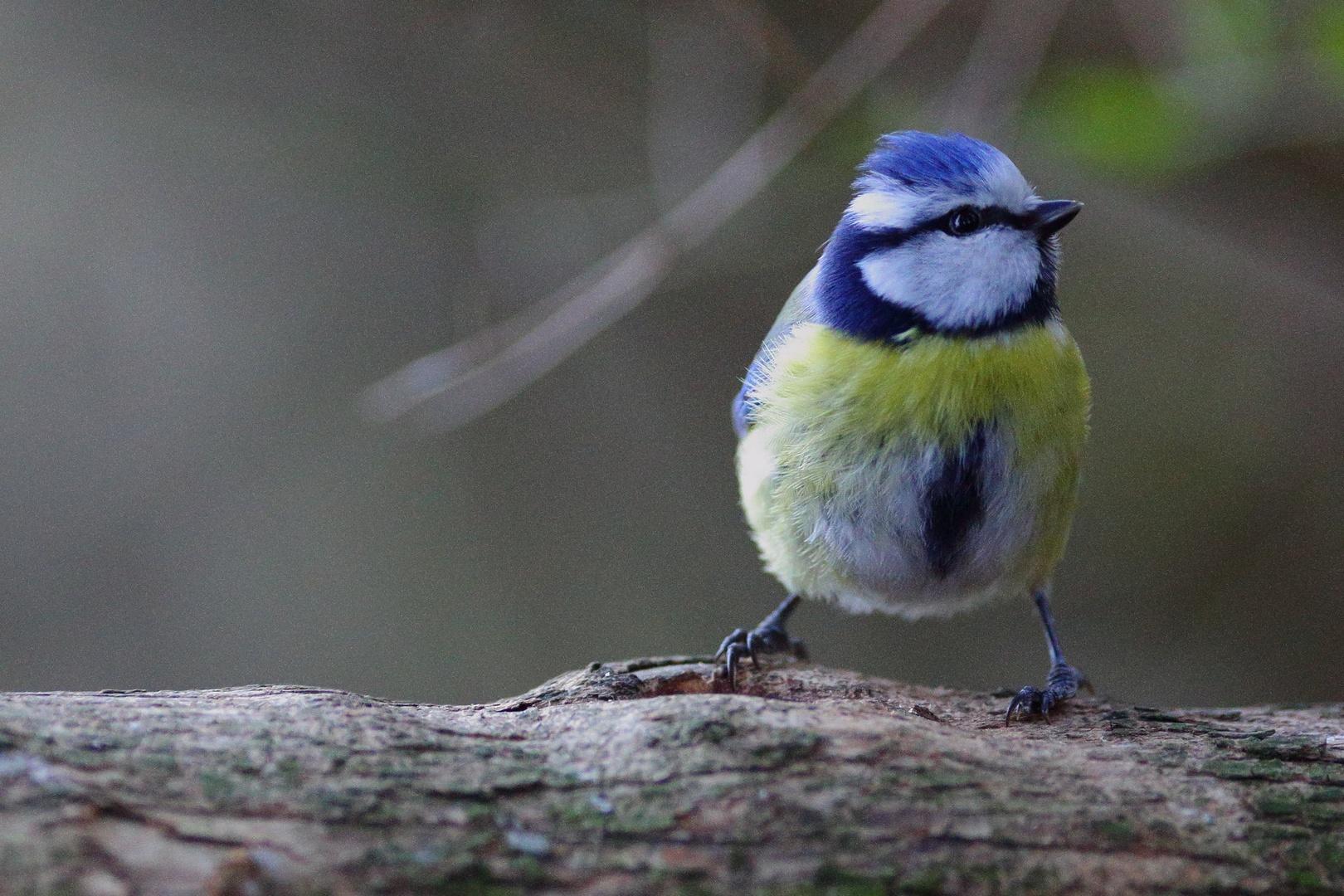 Parus caeruleus by luka567