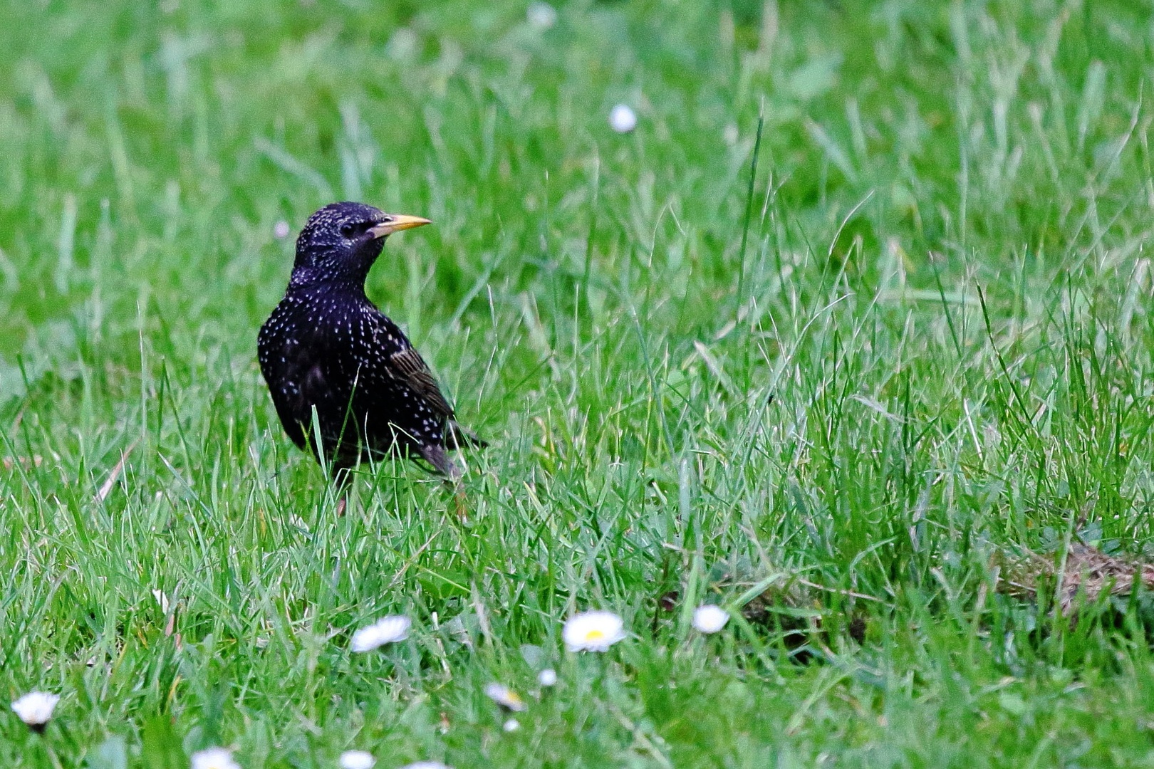 Sturnus vulgaris by luka567