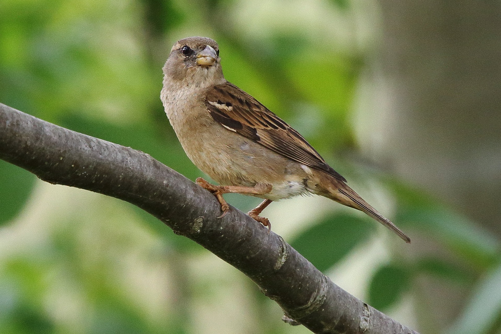 Passer domesticus by luka567