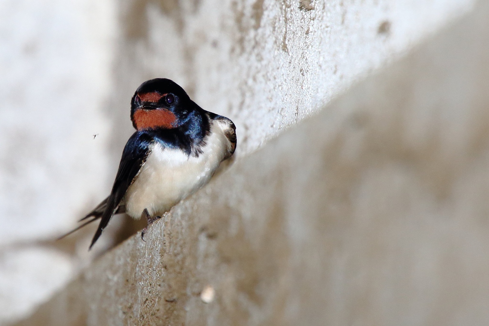 Hirundo rustica by luka567