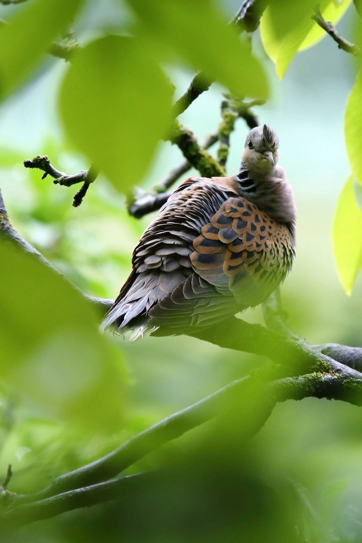 Streptopelia turtur by luka567