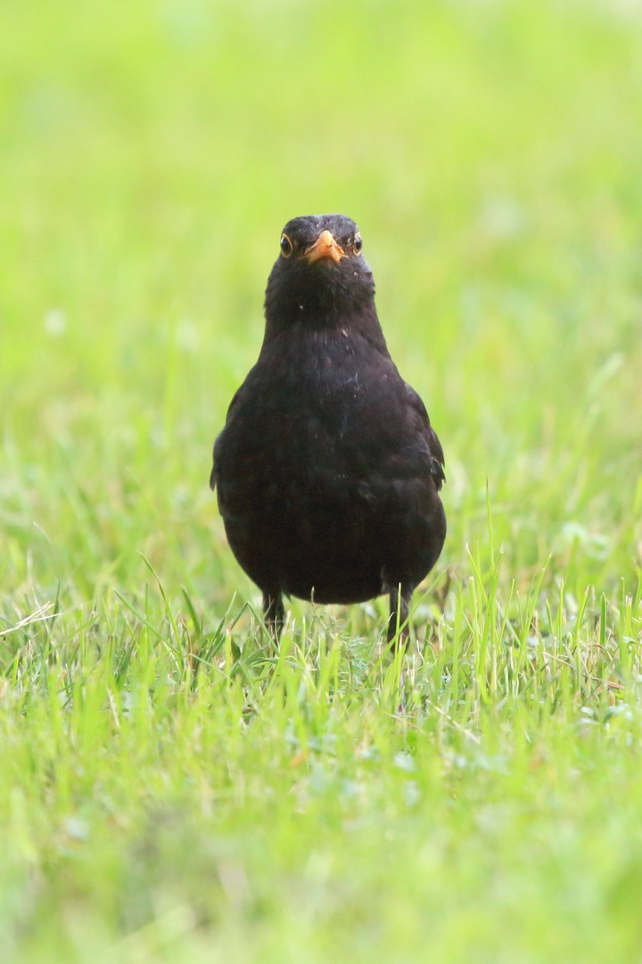 Turdus merula by luka567