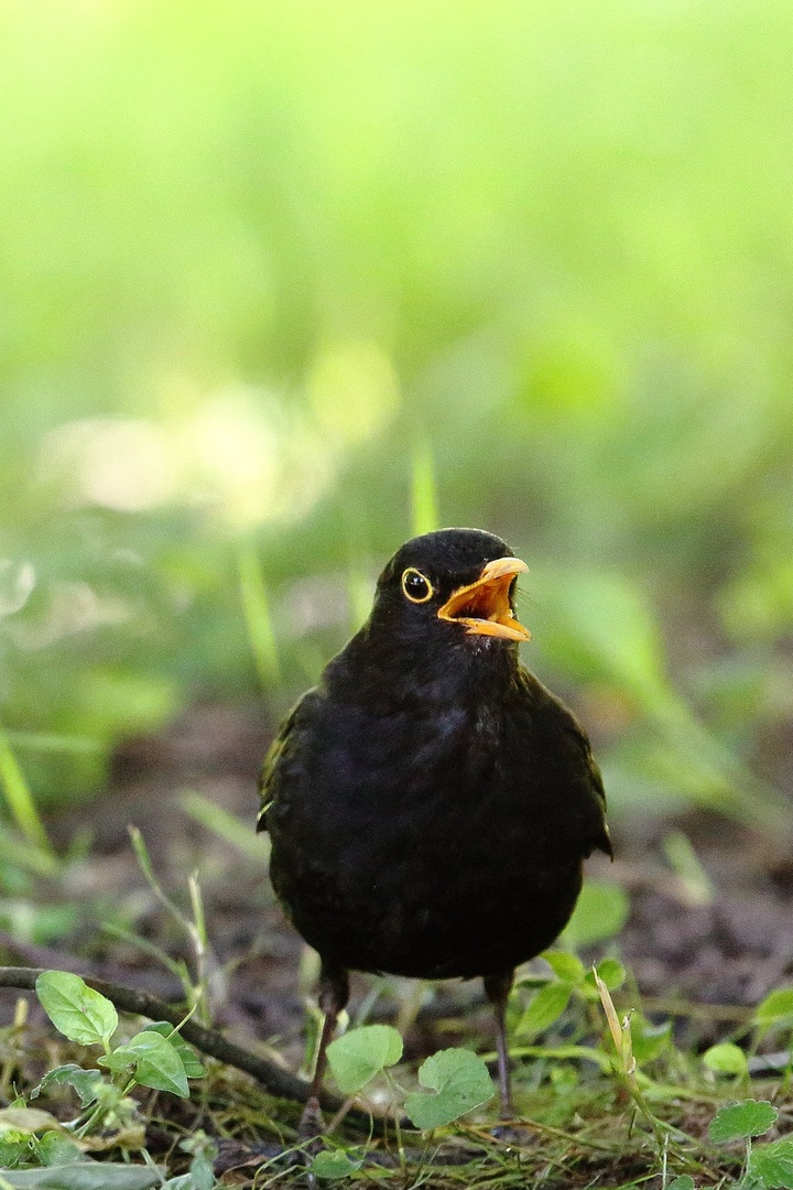Turdus merula by luka567