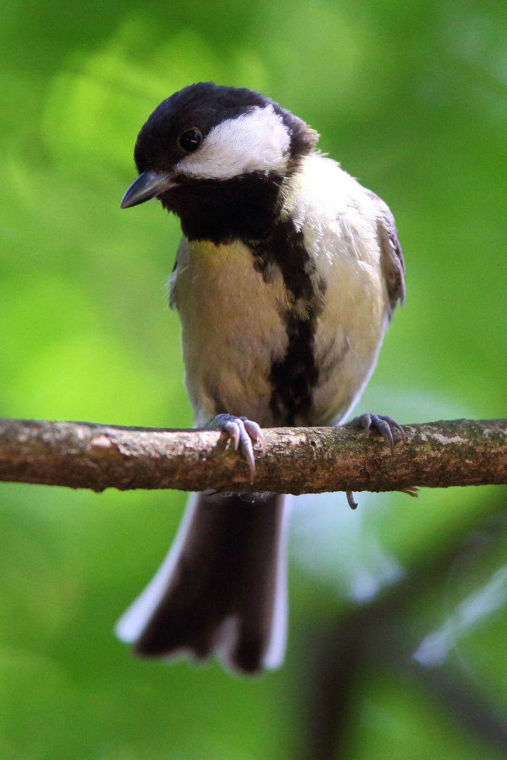 Parus major by luka567