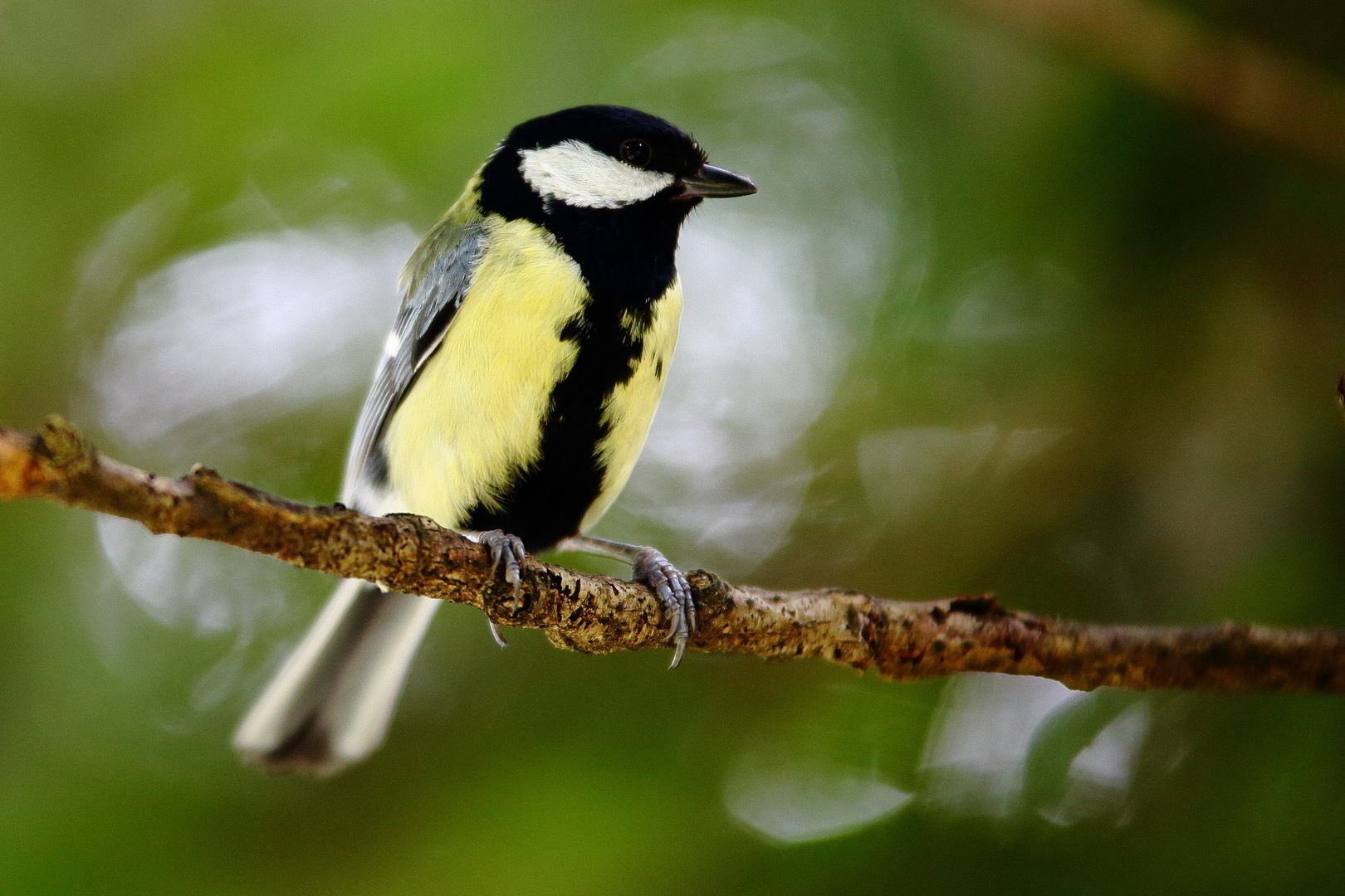 Parus major by luka567
