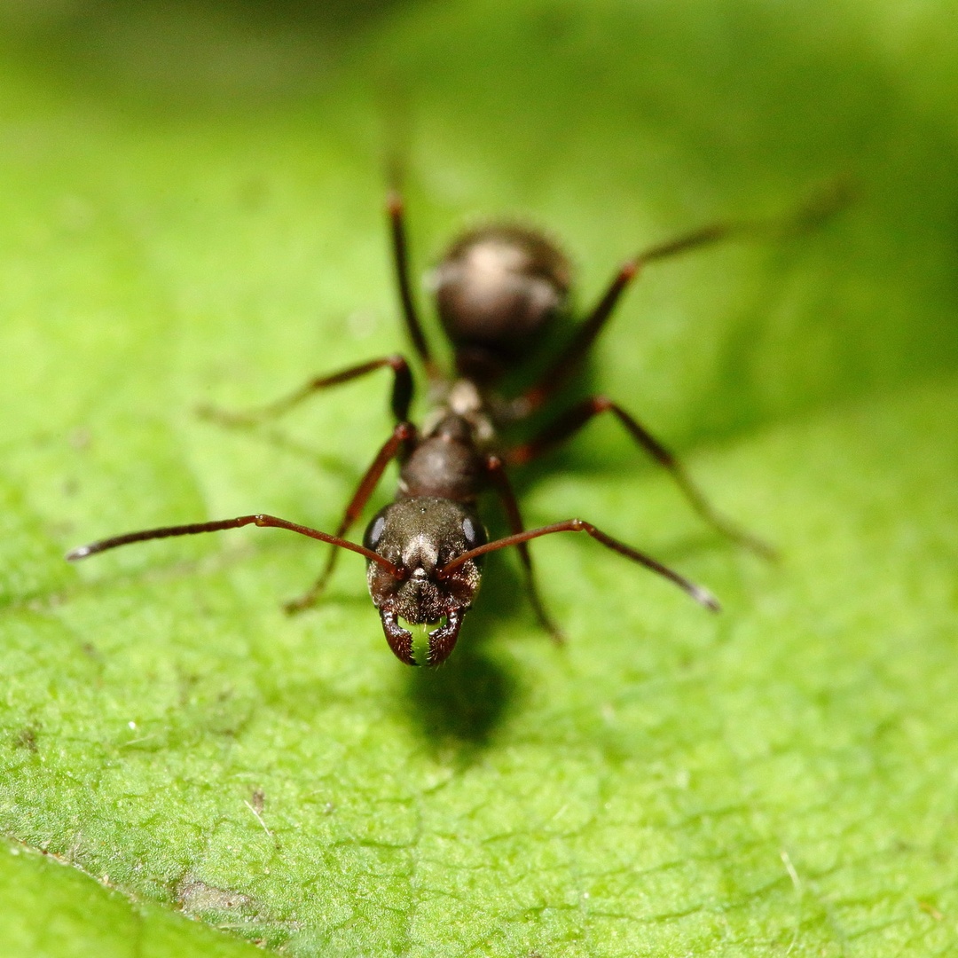 Big bad ant by luka567