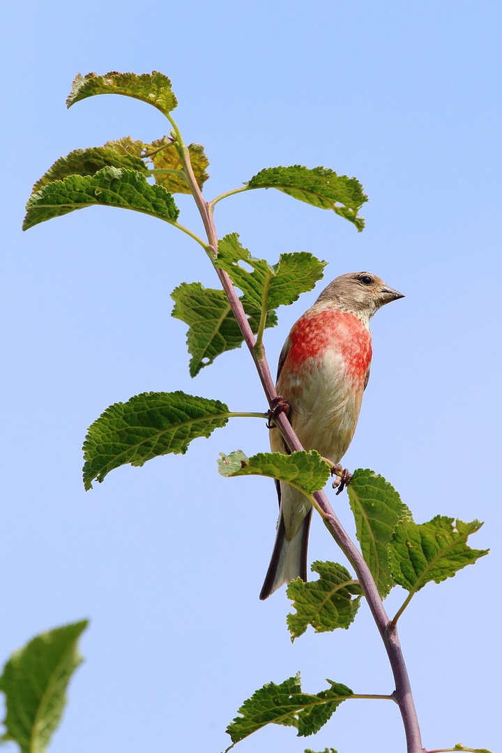 Carduelis cannabina by luka567